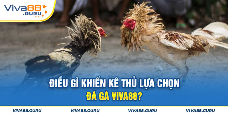 Viva88 - Địa chỉ tham gia đá gà an toàn nhất