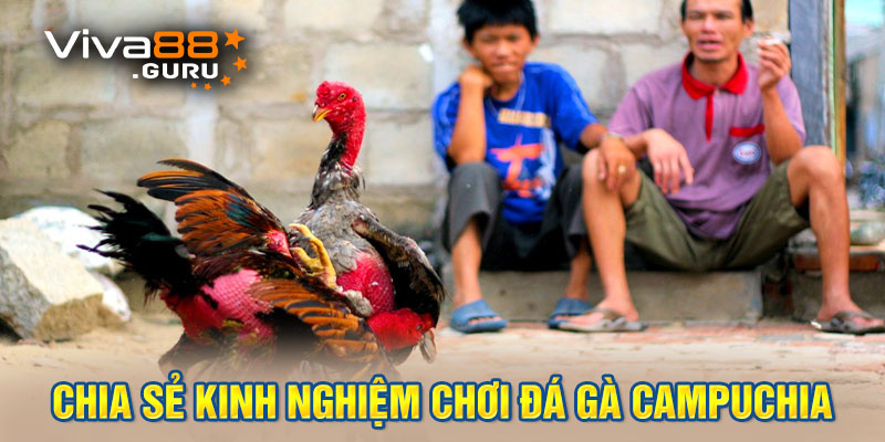 Chia sẻ kinh nghiệm chơi đá gà Campuchia