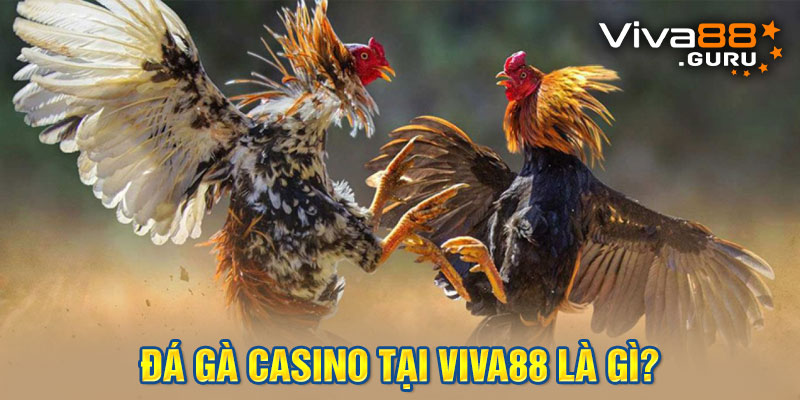 Giới thiệu hình thức giải trí đá gà casino